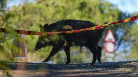 El parc de Collserola reobrirà a finals de novembre amb corredors segurs