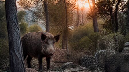 Pesta porcina africana: 409 positius i la serra de Collserola continua tancada